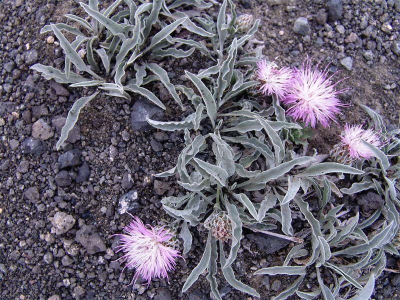 Image of Psephellus integrifolius specimen.