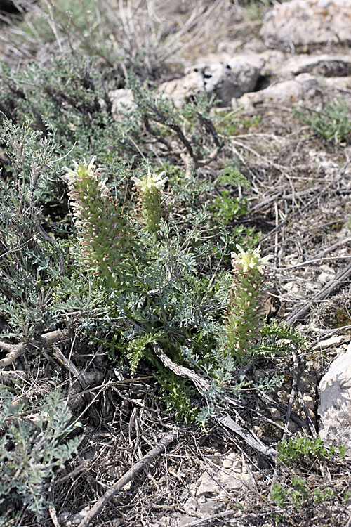 Image of Pedicularis olgae specimen.