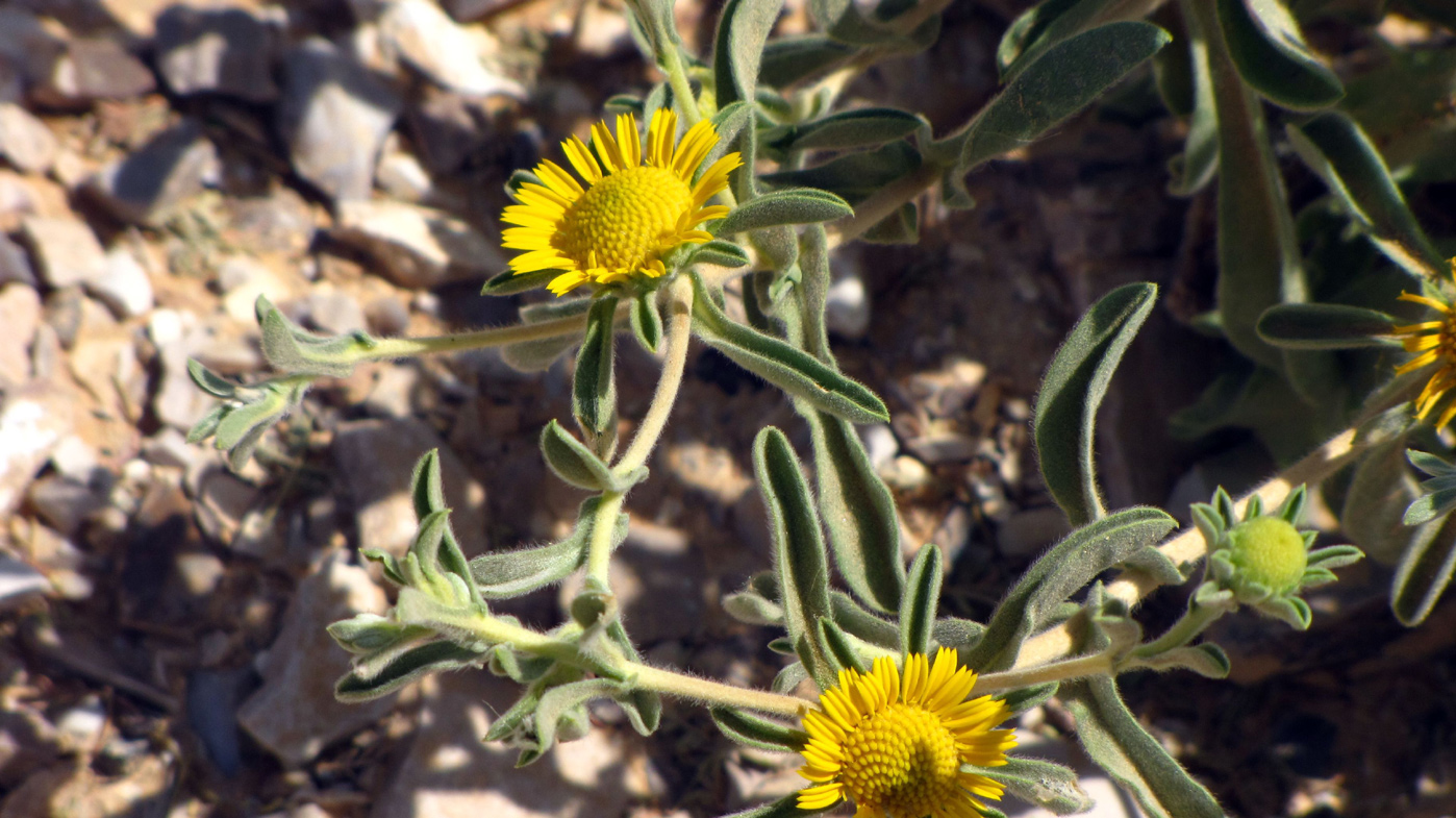 Image of Asteriscus graveolens specimen.