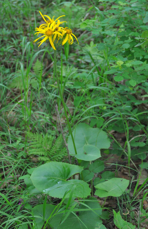 Image of Ligularia calthifolia specimen.