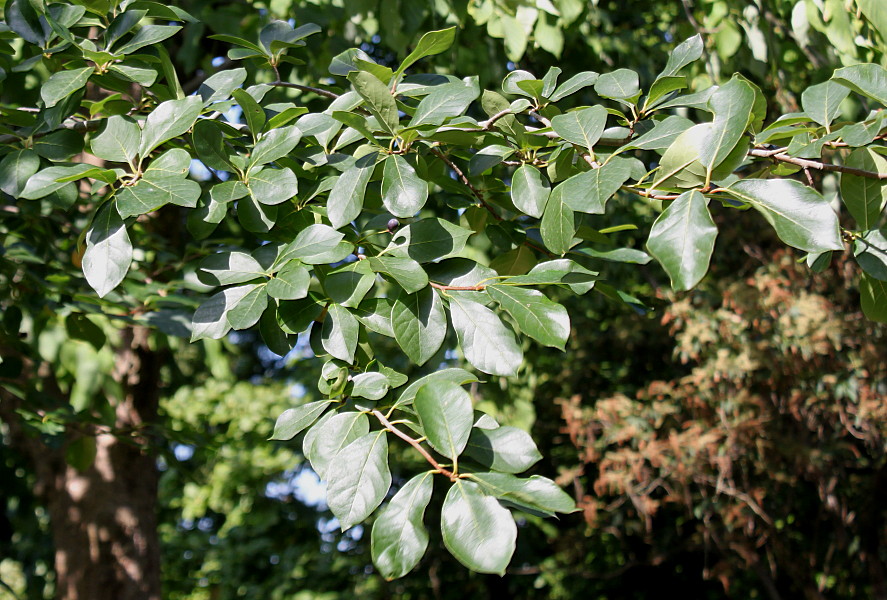 Image of Nyssa sylvatica specimen.