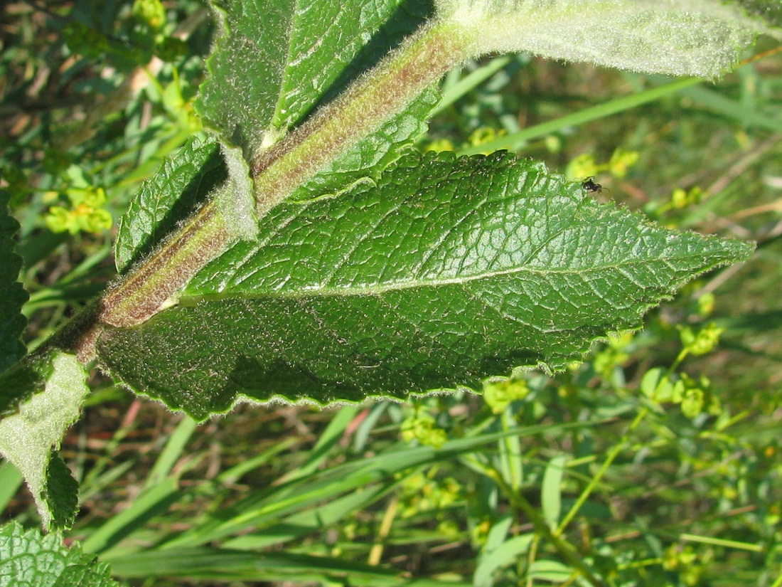 Image of Verbascum ovalifolium specimen.