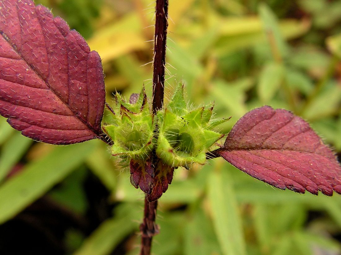 Image of genus Galeopsis specimen.