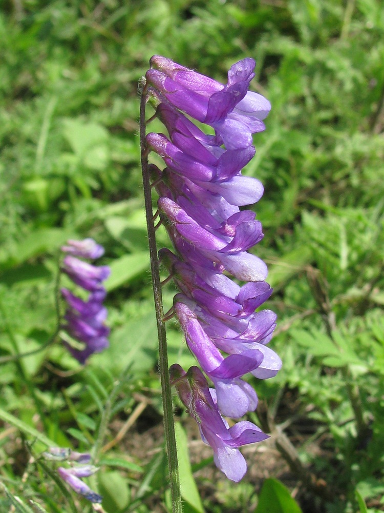 Image of Vicia villosa specimen.