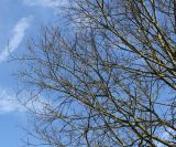 Celtis australis