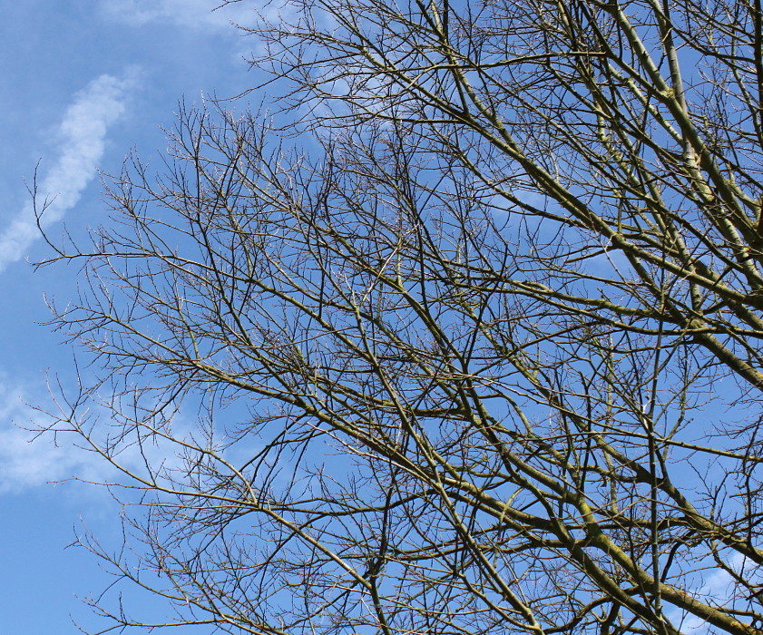 Image of Celtis australis specimen.