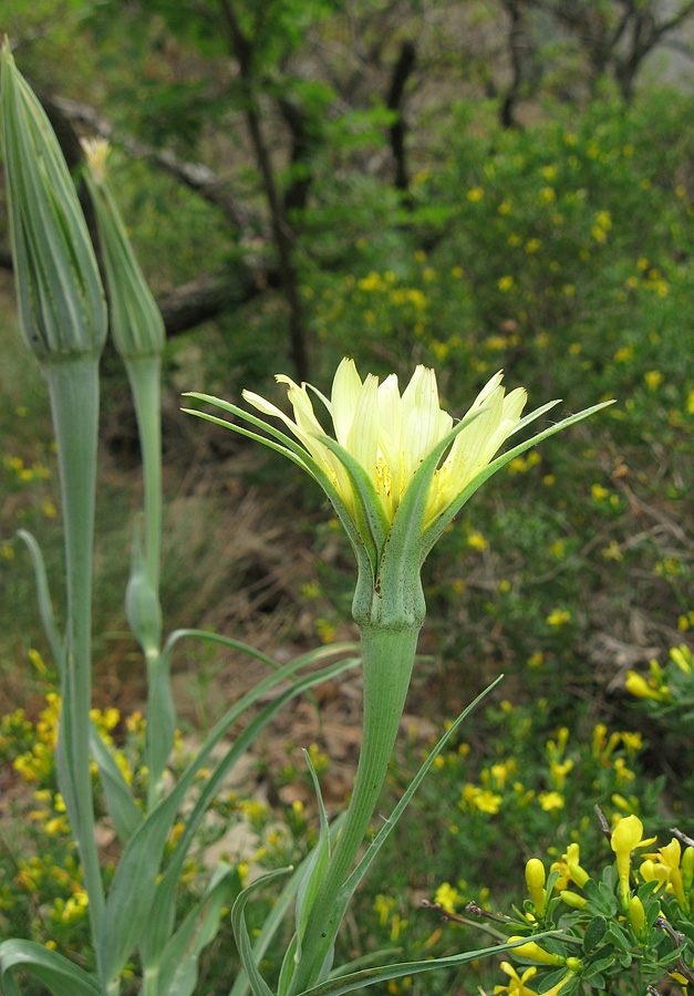 Image of Tragopogon dubius specimen.