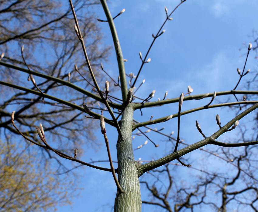 Image of Acer capillipes specimen.