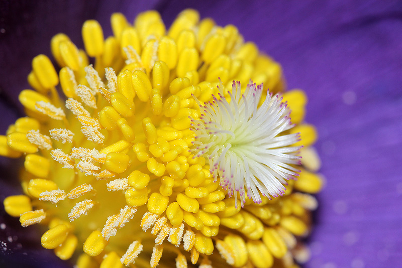 Image of Pulsatilla patens specimen.