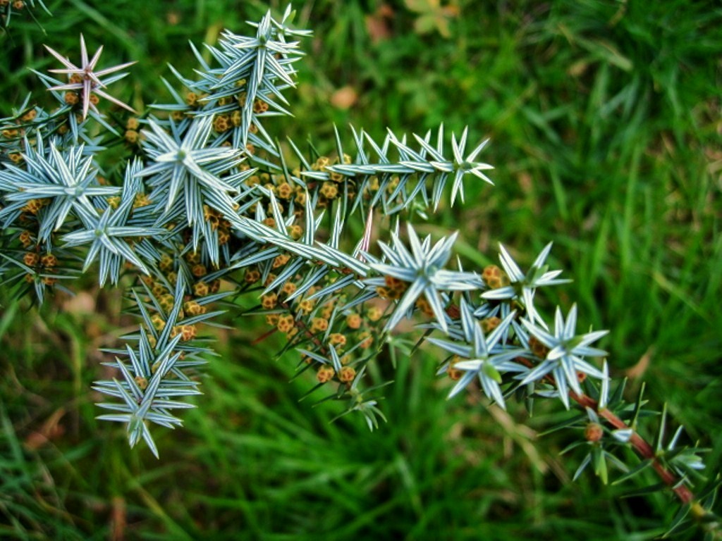 Изображение особи Juniperus cedrus.