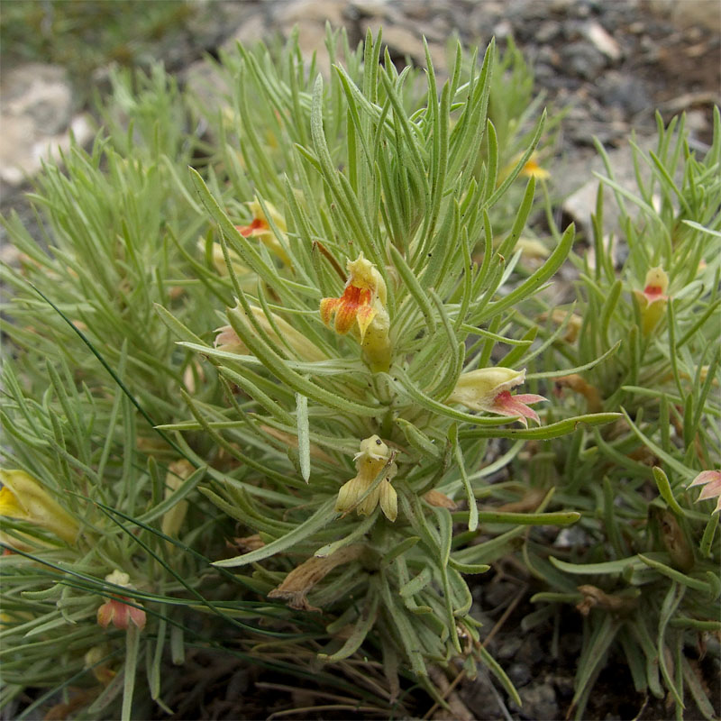 Image of Bungea trifida specimen.