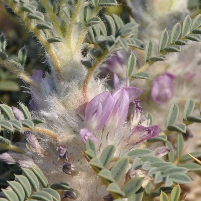 Изображение особи Astragalus thracicus.