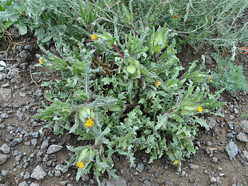 Изображение особи Centaurea benedicta.