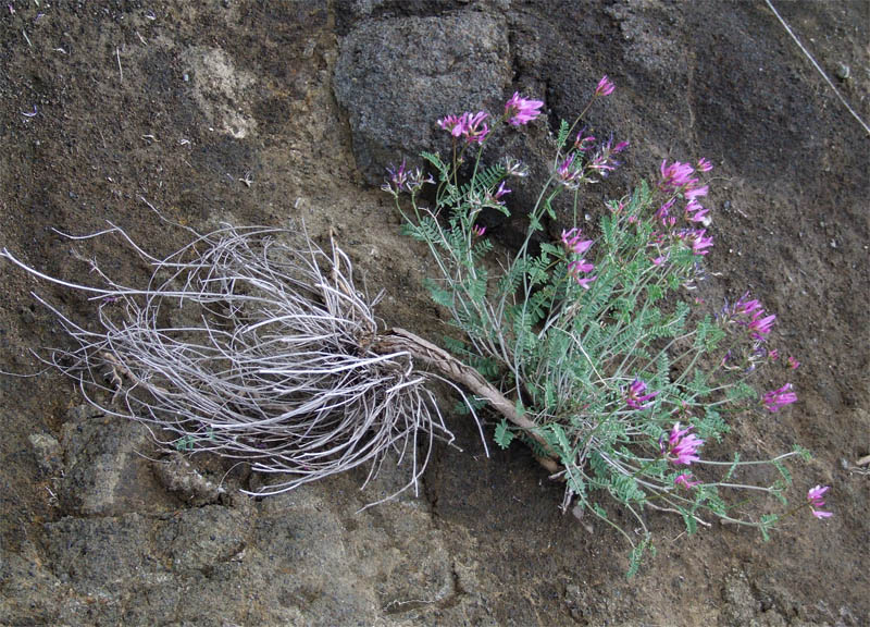 Изображение особи Astragalus glochideus.