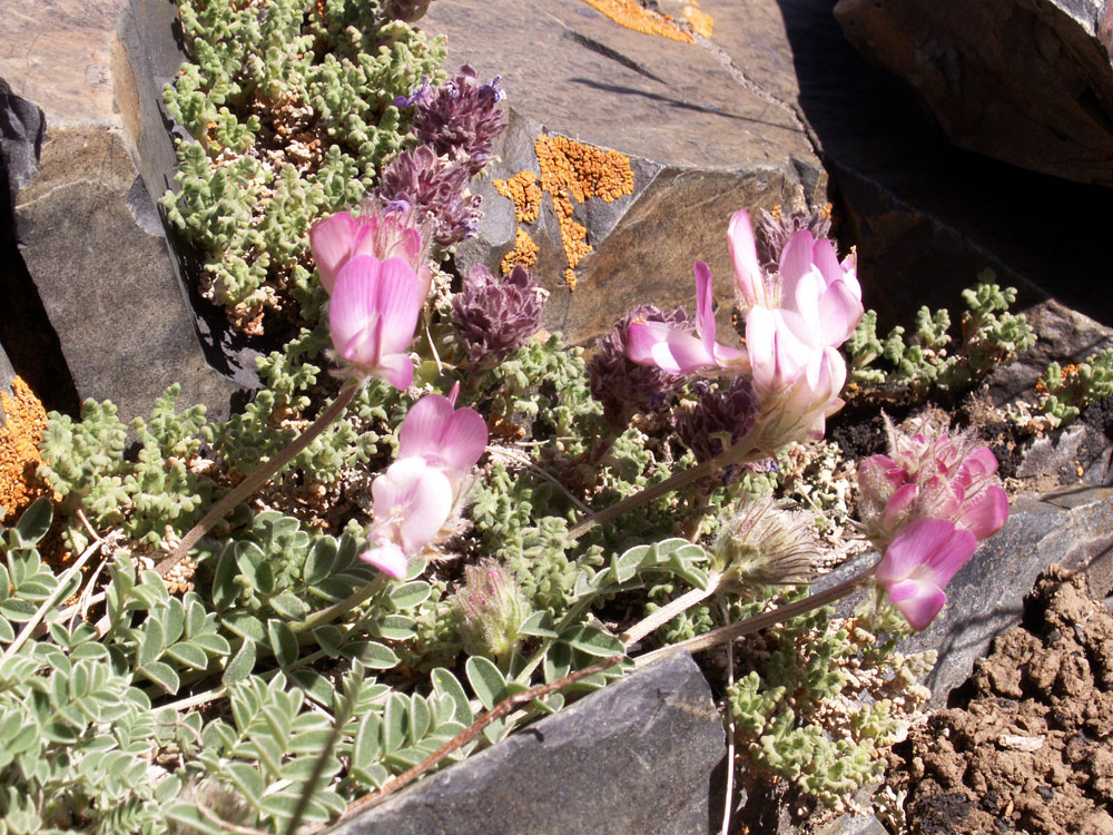 Image of Hedysarum poncinsii specimen.