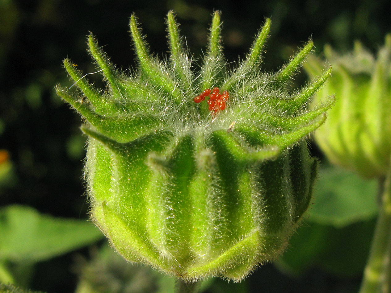 Image of Abutilon theophrasti specimen.