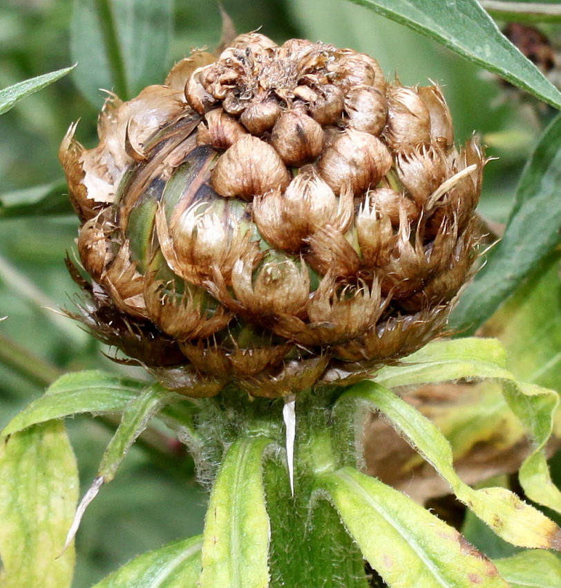 Image of Grossheimia macrocephala specimen.