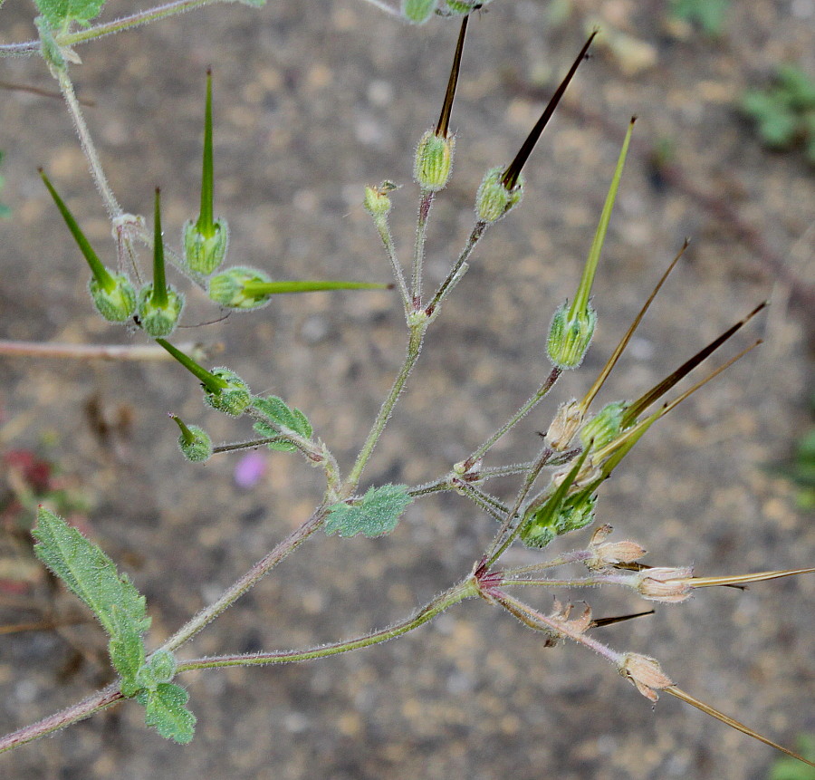 Изображение особи Erodium manescavi.