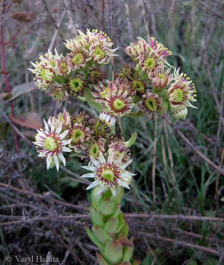 Изображение особи род Sempervivum.