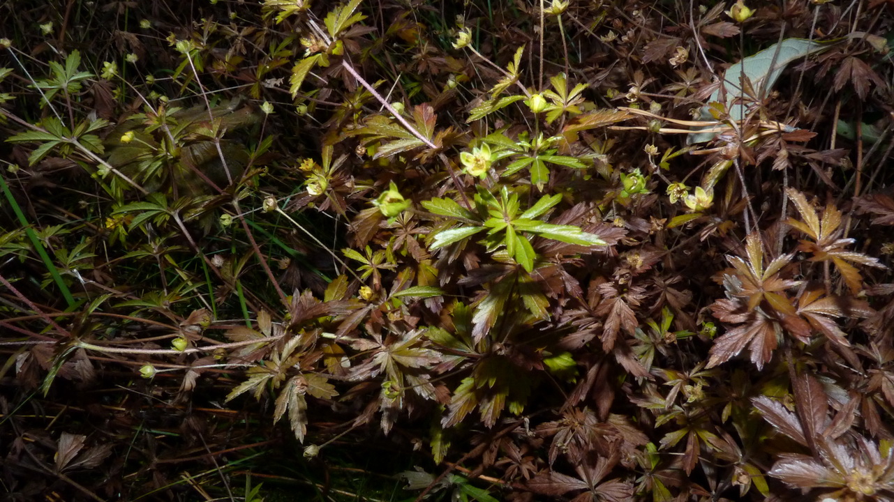 Изображение особи Potentilla recta.