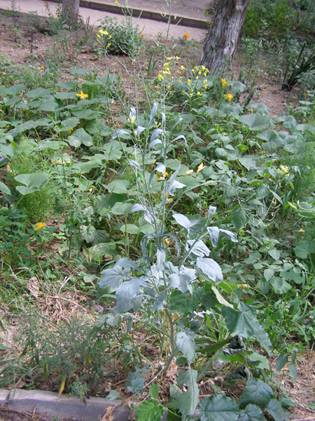 Изображение особи Brassica napus.