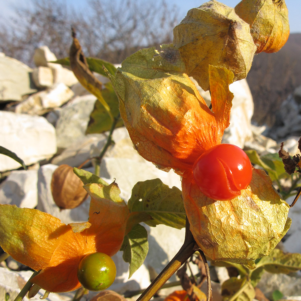 Image of Alkekengi officinarum specimen.