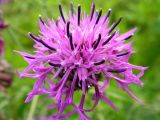 Centaurea scabiosa. Соцветие. Хабаровский край, Ванинский р-н, окр. пос. Высокогорный, заносное возле железной дороги. 04.08.2013.