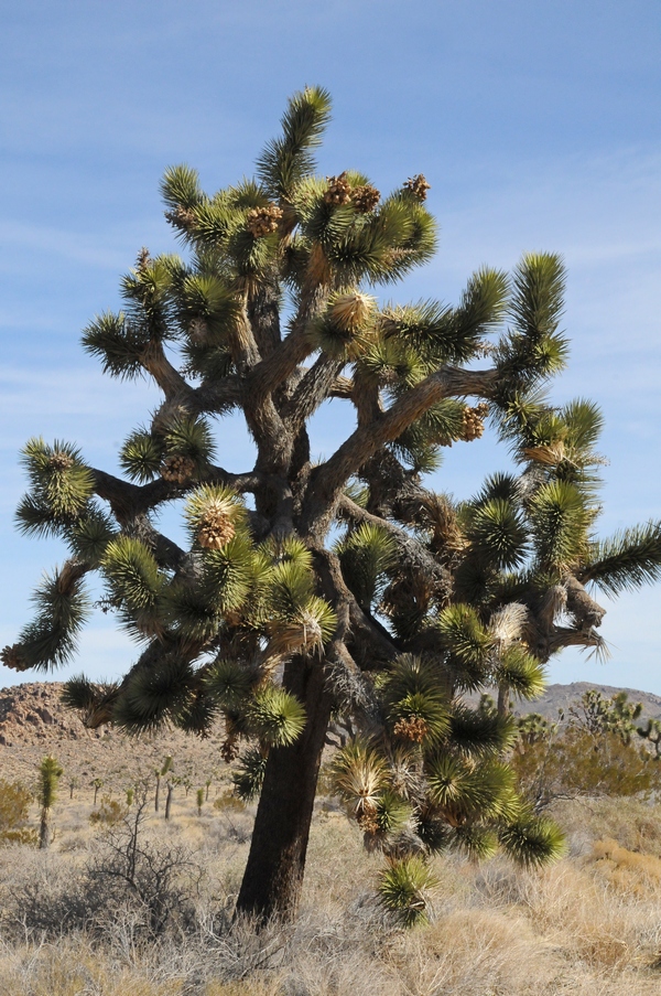 Изображение особи Yucca brevifolia.