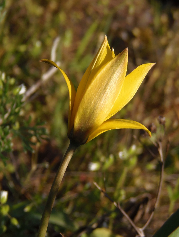 Изображение особи Tulipa biebersteiniana.