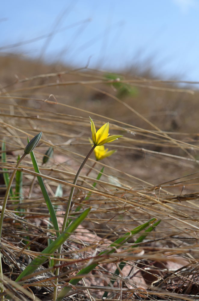 Изображение особи Tulipa dasystemon.