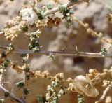 Salsola cyclophylla. Часть ветви с плодами. Израиль, впадина Мёртвого моря, окр. Эйн-Бокек, каменистая пустыня. 23.02.2011.
