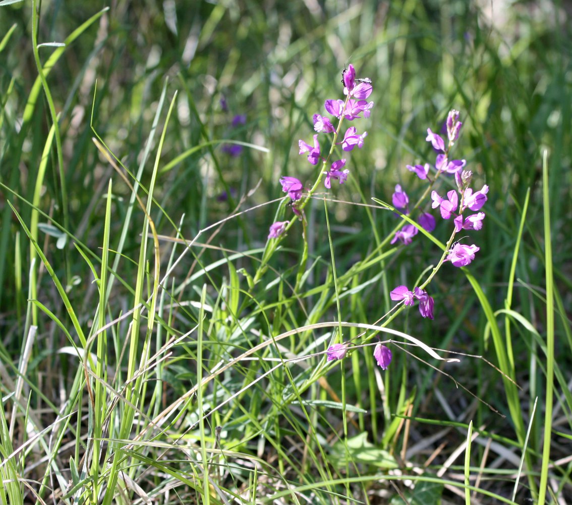 Изображение особи Polygala nicaeensis.