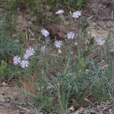 Lactuca undulata