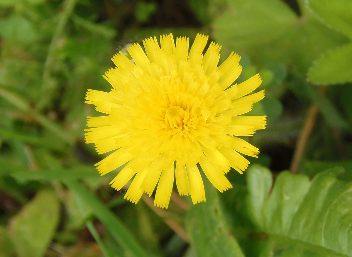 Image of genus Pilosella specimen.