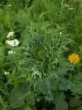 Eryngium giganteum