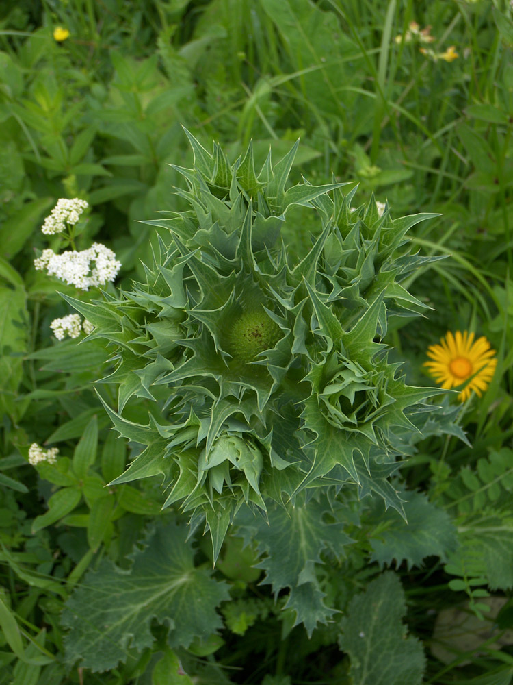 Image of Eryngium giganteum specimen.