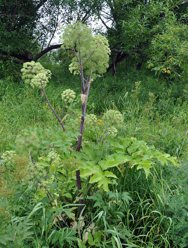 Image of Archangelica officinalis specimen.