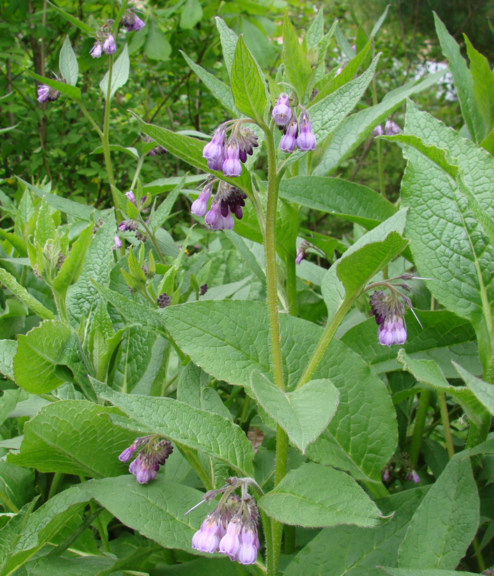 Image of Symphytum &times; uplandicum specimen.