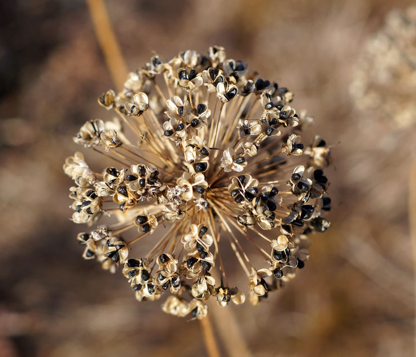 Image of Allium senescens specimen.