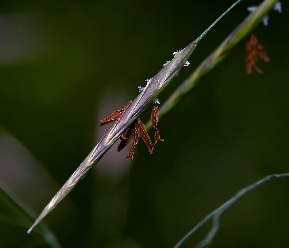 Image of Bromopsis inermis specimen.