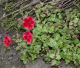 Mimulus cupreus. Цветущее растение. Германия, г. Крефельд, Ботанический сад. 06.09.2014.