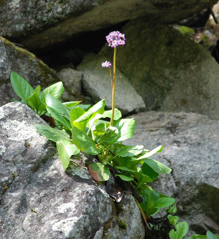 Image of Bergenia crassifolia specimen.