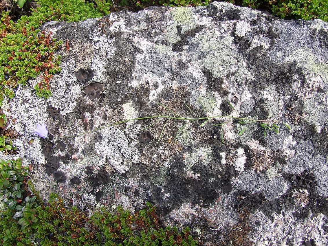 Image of Campanula rotundifolia specimen.