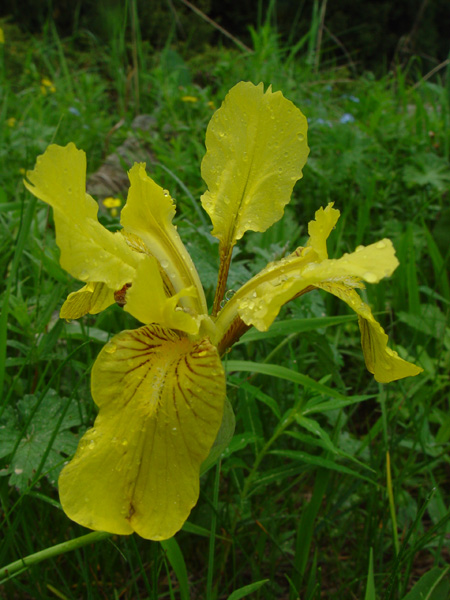 Image of Iris bloudowii specimen.