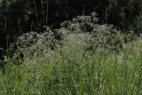 Gypsophila paniculata. Цветущее растение на остепнённом склоне. Белгородская обл., пос. Борисовка, у дендрария заповедника. 28.06.2009.