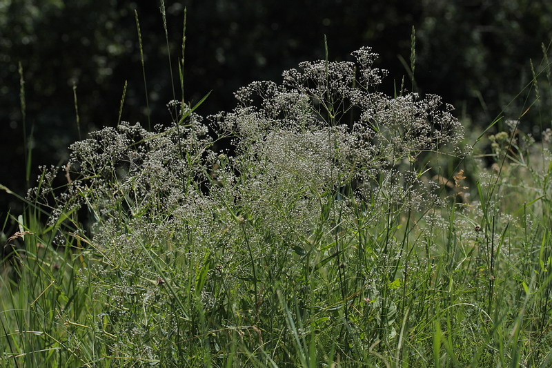 Изображение особи Gypsophila paniculata.