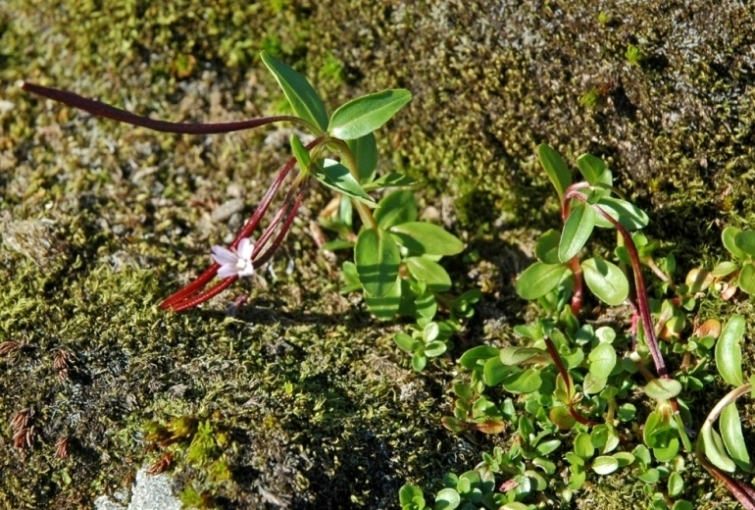 Изображение особи Epilobium anagallidifolium.