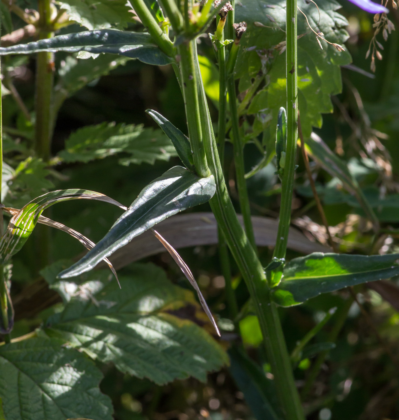 Image of Campanula persicifolia specimen.