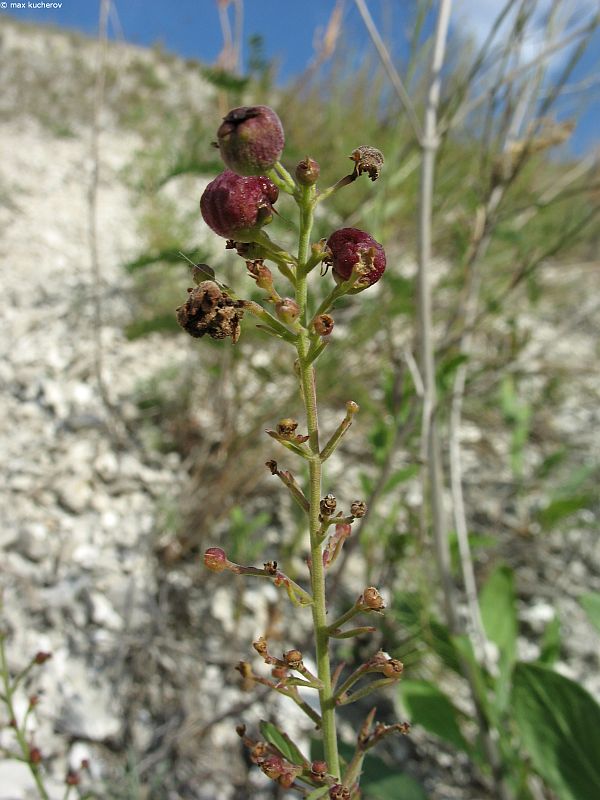 Изображение особи Scrophularia cretacea.