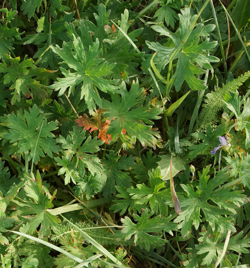 Изображение особи Geranium collinum.